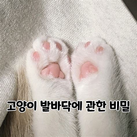Kitty (@kitty.